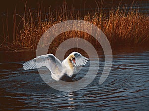 Stunning wild swan with white feather shaking it wings. The bird is in dark water of a lake or river, brown color grass in the