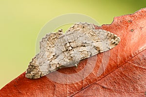 A stunning Willow Beauty Moth Peribatodes rhomboidaria perched on a leaf.
