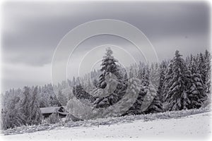 stunning winter landscape, picturesque morning nature view  in mountains, Carpathians, Ukraine, Europe