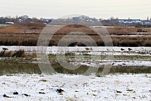 A stunning winter landscape shot at a nature reserve depicting snow covered fields surrounded by lakes