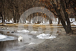 Stunning winter scene in Kusharo Lake, Hokkaiddo