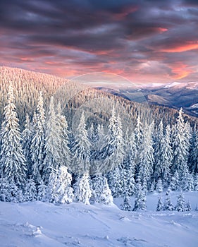 Stunning winter sunrise in Carpathian mountains with snow cowered fir trees.