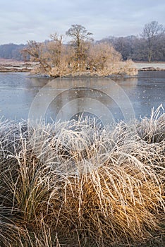 Stunning Winter sunrise landscape image at dawn with hoarfrost on the plants and trees with golden hour sunrise light