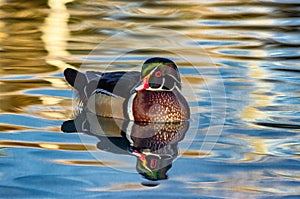 Stunning wood duck cruising a golden pond