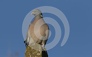 A stunning Woodpigeon Columba palumbus perched on a concrete post on a sunny winters day.