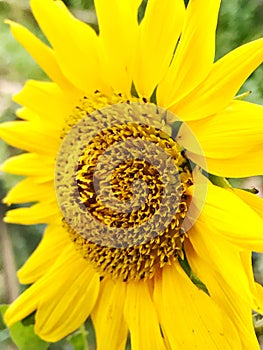 stunning yellow and beautiful sunflowers