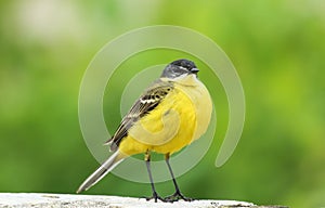 A stunning Yellow Wagtail Motacilla flava sitting. Green background