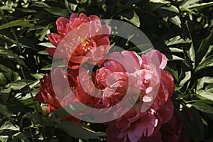 Stunningly beautiful blooming pink rose in summer