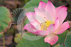 A stunningly beautiful close-up of a pink and yellow fully-bloomed lotus flower, in a lush Thai garden park.