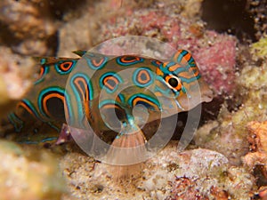 Stunningly beautiful picturesque dragonet at dusk in Raja Ampat, Indonesia.