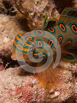 Stunningly beautiful picturesque dragonet at dusk in Raja Ampat, Indonesia.