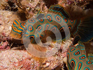 Stunningly beautiful picturesque dragonet at dusk in Raja Ampat, Indonesia.