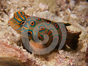 Stunningly beautiful picturesque dragonet at dusk in Raja Ampat, Indonesia.