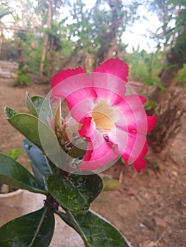 The stunningly beautiful pink frangipani flower photo
