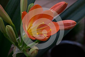 Stunningly Beautiful Red Lily and seeds