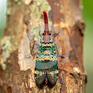 Exotic Lanternfly Insect on a Tree Trunk