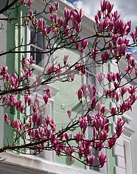 Stunnng pastel pink magnolia flowers, photographed on a bright day in Notting Hill, London UK.