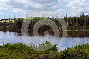 Stunted, dead trees on the lake shore. Swampy terrain, landscape