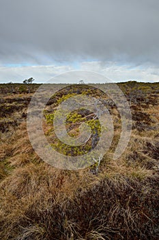 Stunted pine tree photo