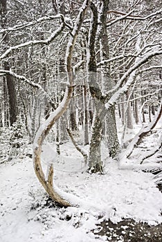Stunted trees in snow at Abernethy forest in the Highlands of Scotland.