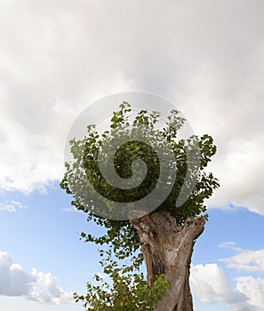 Stunted willow salix tree photo