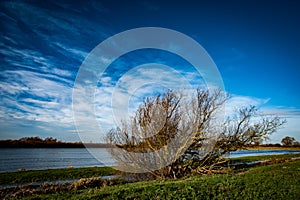 Stunted willow shrub photo