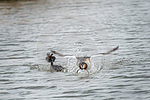 Stunting 2 of 5 - Low fly-by with high splashing water photo