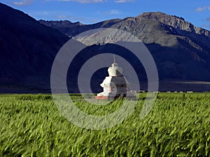 Stupa in barley field