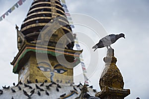 Stupa and Pigeons , kathesimbhu stupa , Kathmandu , Nepal
