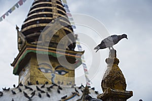 Stupa and Pigeons , kathesimbhu stupa , Kathmandu , Nepal photo