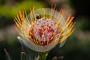 Stupendous close-up of a Leucospermum flower-