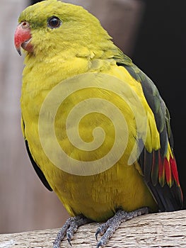 Stupendous Wonderful Radiant Australian Regent Parrot.