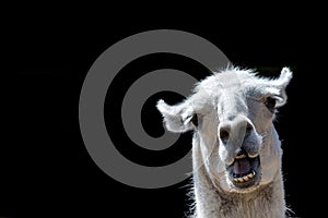 Stupid looking animal. Goofy llama. Funny meme image with copy-space.