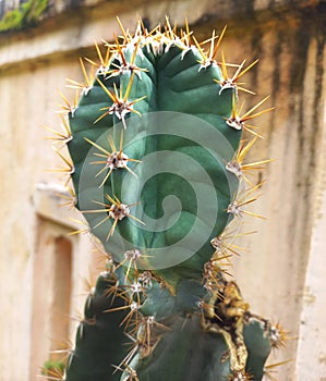 Sturdy cactus