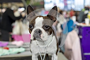 Sturdy compact French bull dog with a white collar, staring eyes, ears straight up and short muzzle.