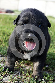 Sturdy cute black puppy