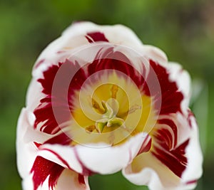 A sturdy flower stem sticks out of the fiery red tulip leaves,