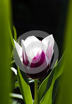 A sturdy flower stem sticks out of the noble purple tulip leaves