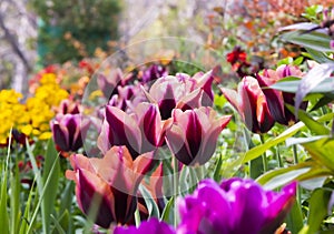 A sturdy flower stem sticks out of the noble purple tulip leaves