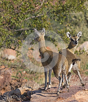 Sturdy Male and female Klipspringer pair standing tiptoe on a rock