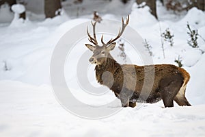 Sturdy male of red deer with fluffy fur wading through the snow