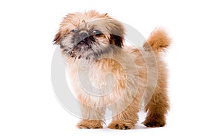 Sturdy pekingese dog