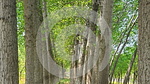 sturdy poplar trees