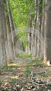 sturdy poplar trees