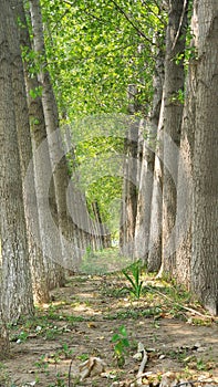 sturdy poplar trees