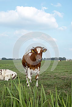 Sturdy red spotted cow with horns stands in a meadow behind the reeds of a ditch.