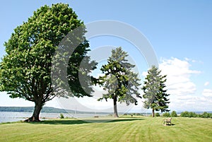 Sturdy Trees photo