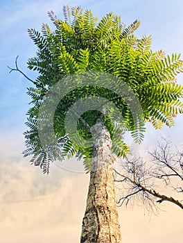 Sturdy tropical plants in early summer