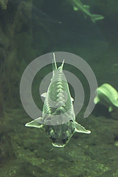 The Sturgeon