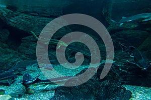 Sturgeon or Acipenser in fresh water of aquarium